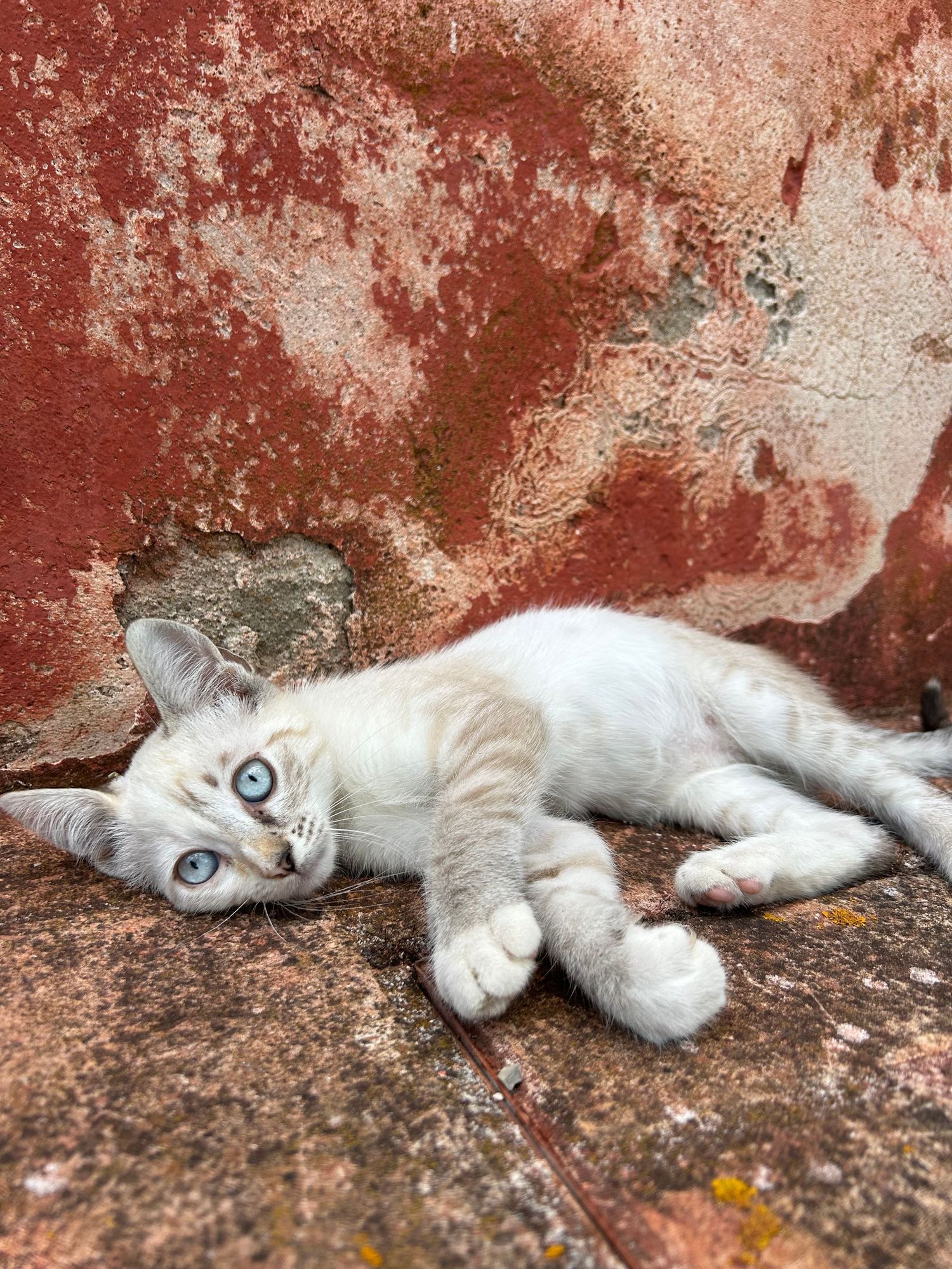 White cat with blue eyes lounging against a weathered red wall.