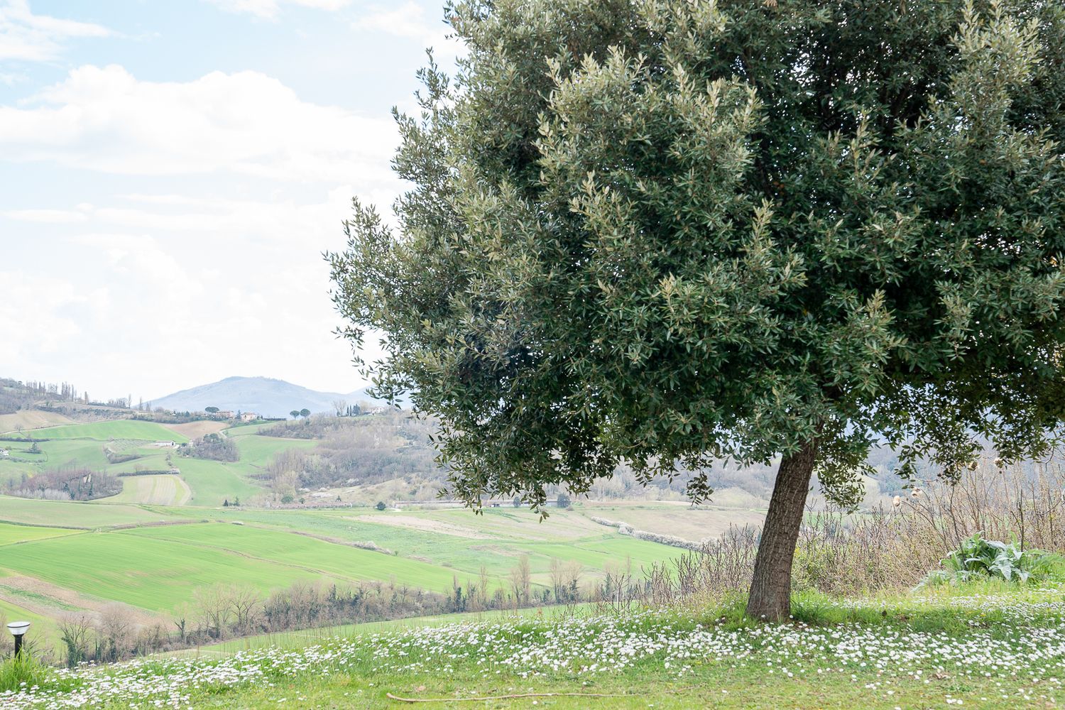 Rolling green hills and olive trees in an Italian countryside landscape with scattered wildflowers.