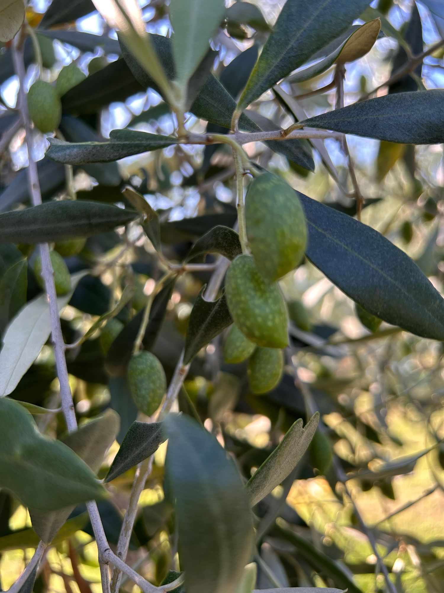 Close-up of green olives growing on an olive tree branch with silver-green leaves in natural sunlight.