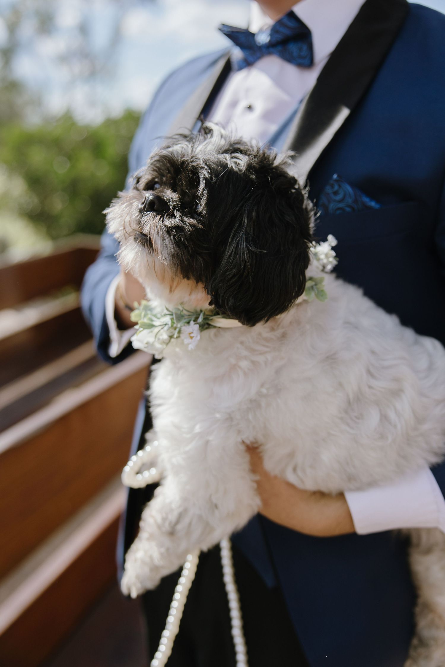 Small white dog wearing floral collar being held in formal wedding attire.