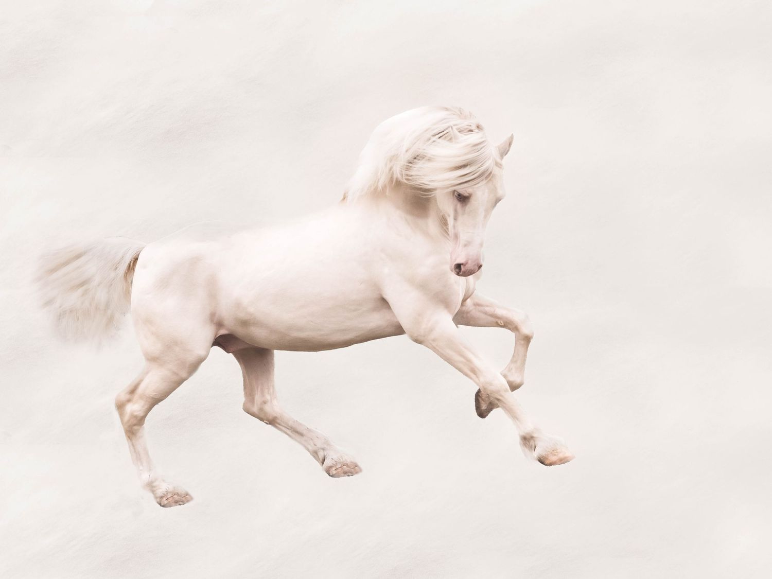 RJ Equine Art and Photography, Rebecca Jones, equine art , mixed media art.