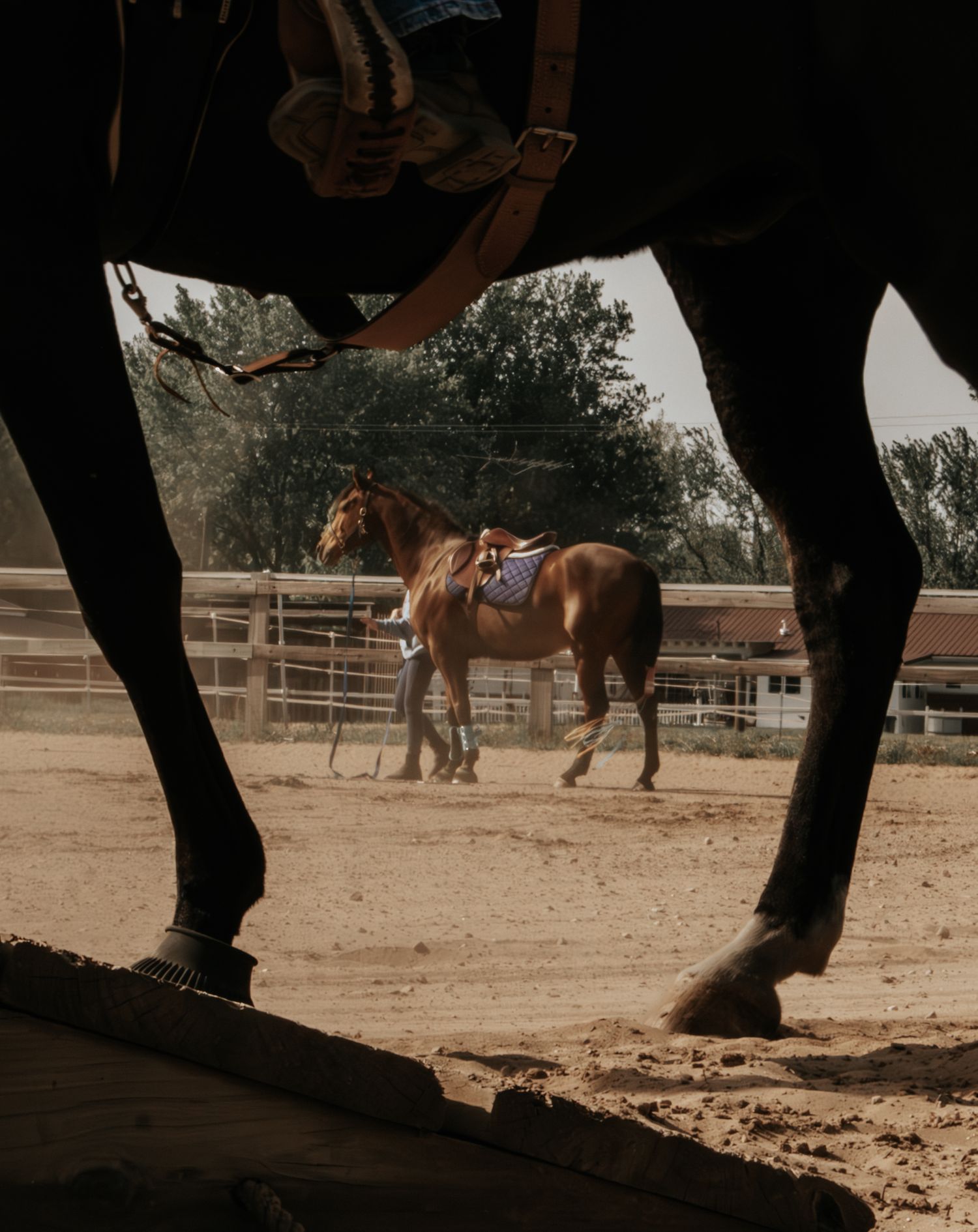 A dark horse with rider in foreground frames a chestnut horse being led by a handler in a sandy equestrian arena.