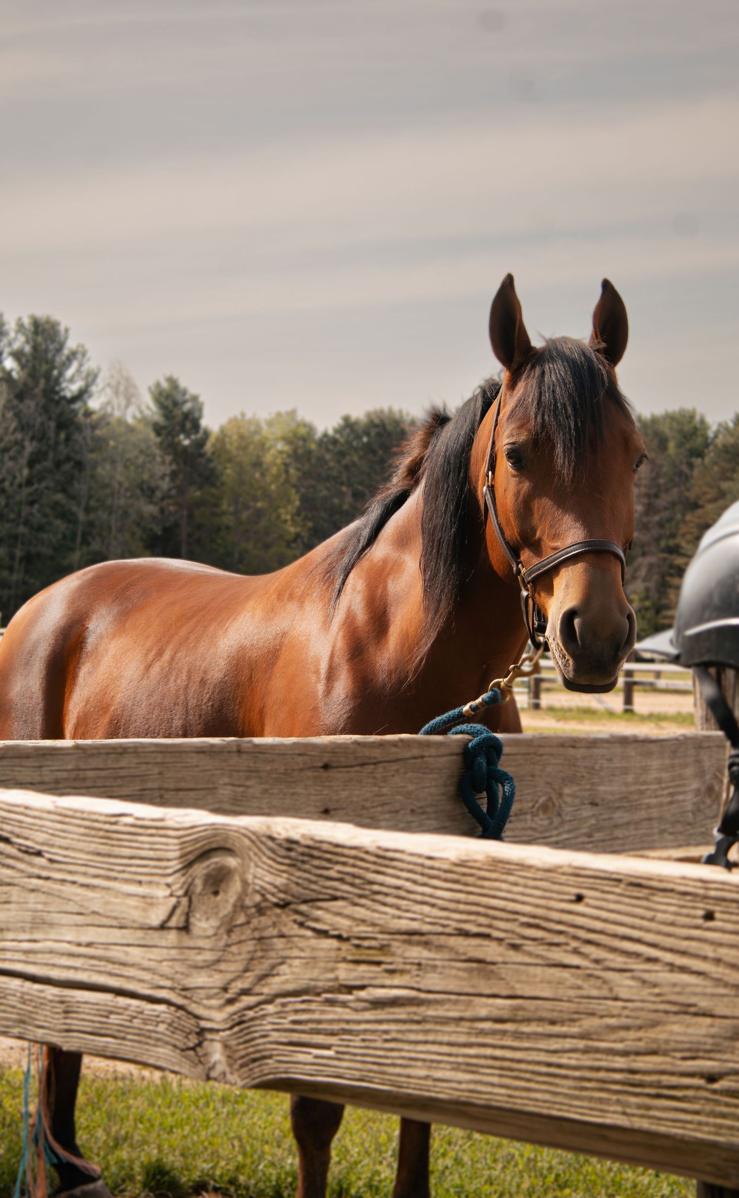 A chestnut bay horse with a blue halter stands behind a rustic wooden fence in a green pasture.