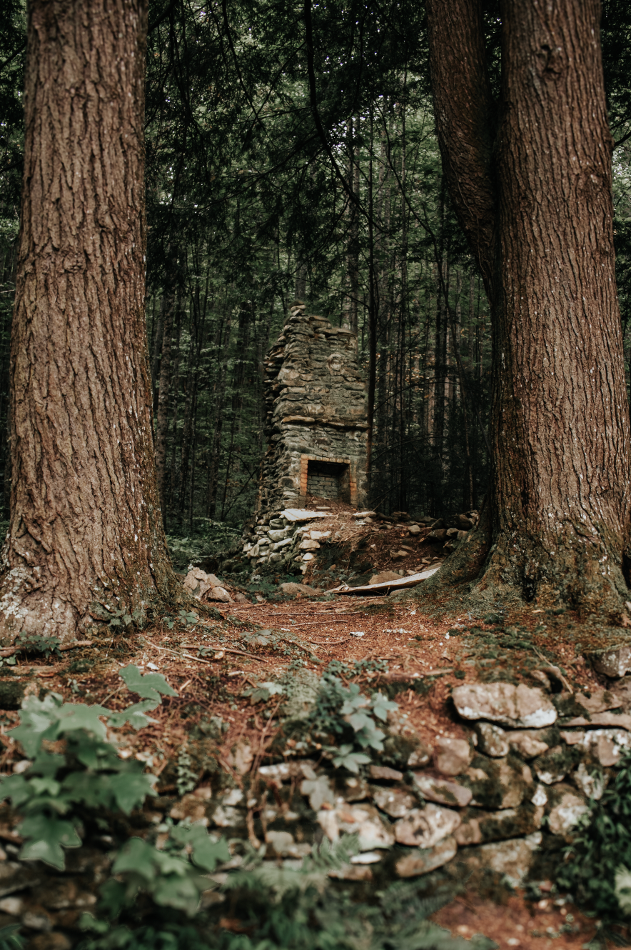 Rustic stone wall and fallen leaves along forest path lined with towering pine trees in natural woodland setting.