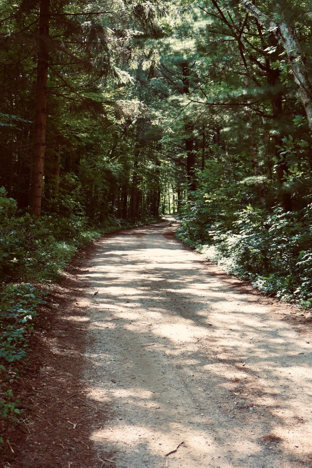 Winding dirt path through a lush green forest with dappled sunlight filtering through the trees.