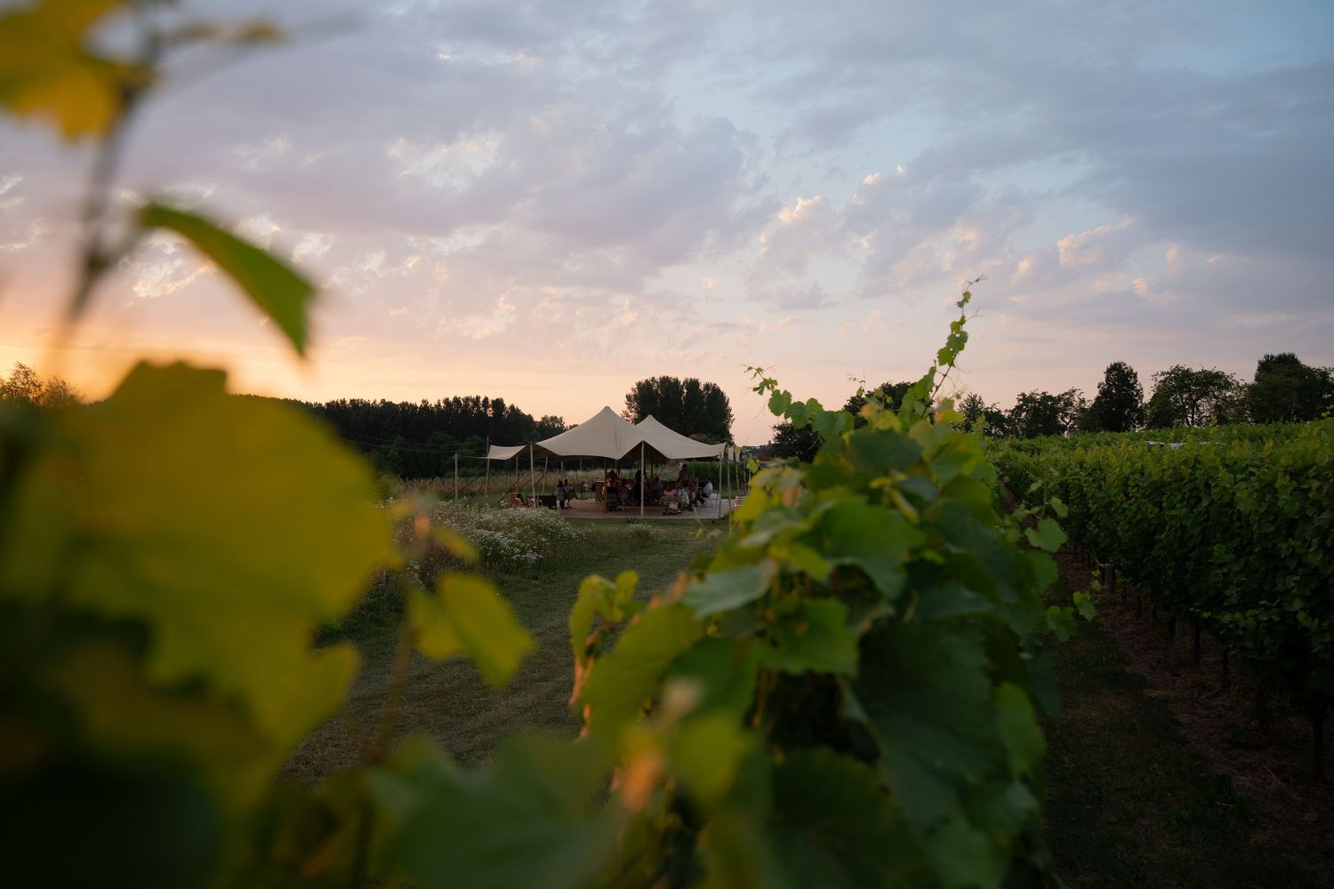 Diner in de wijngaard, Domein Marsnil