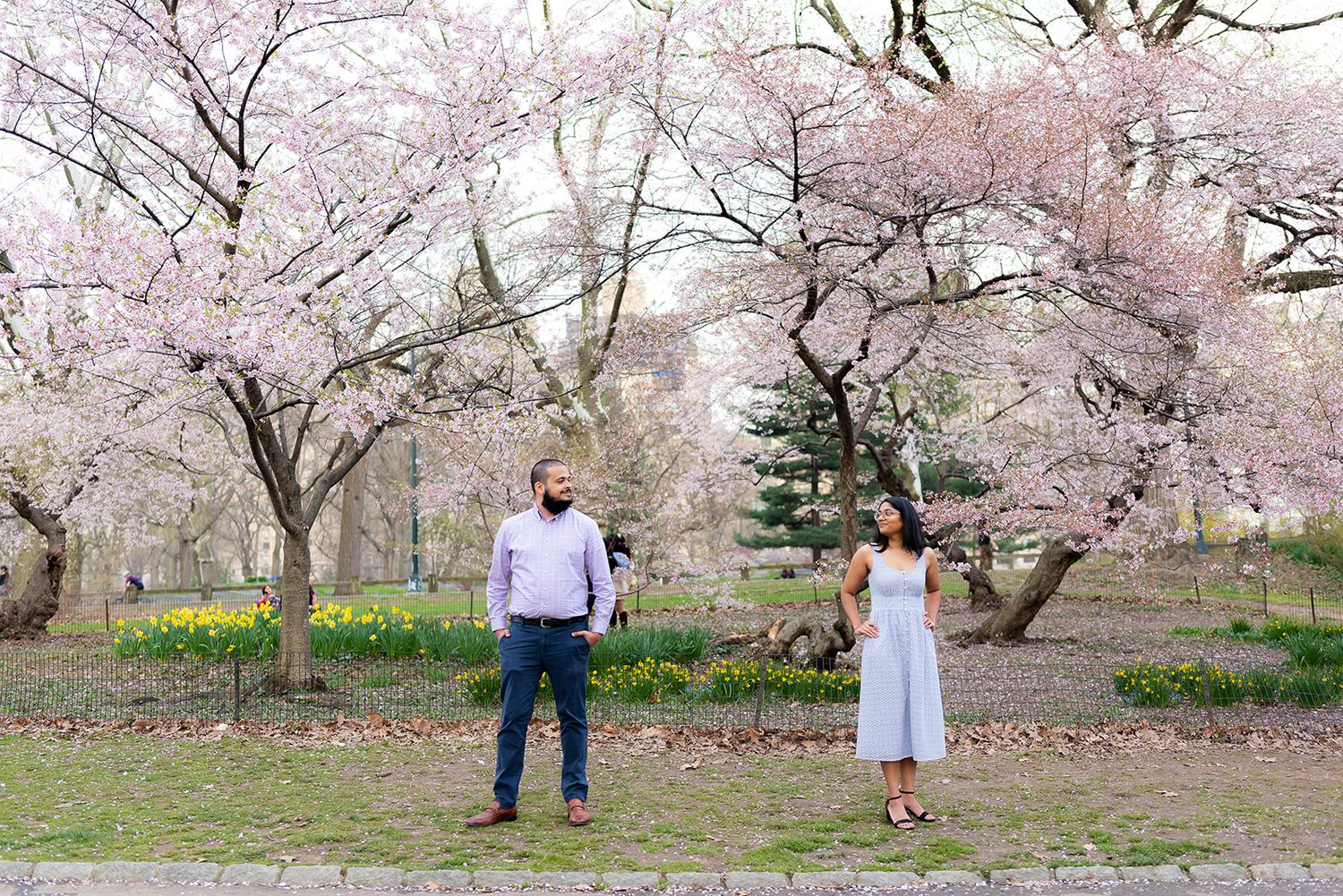 Cherry blossom trees in full bloom with pink petals decorating a scenic park pathway.