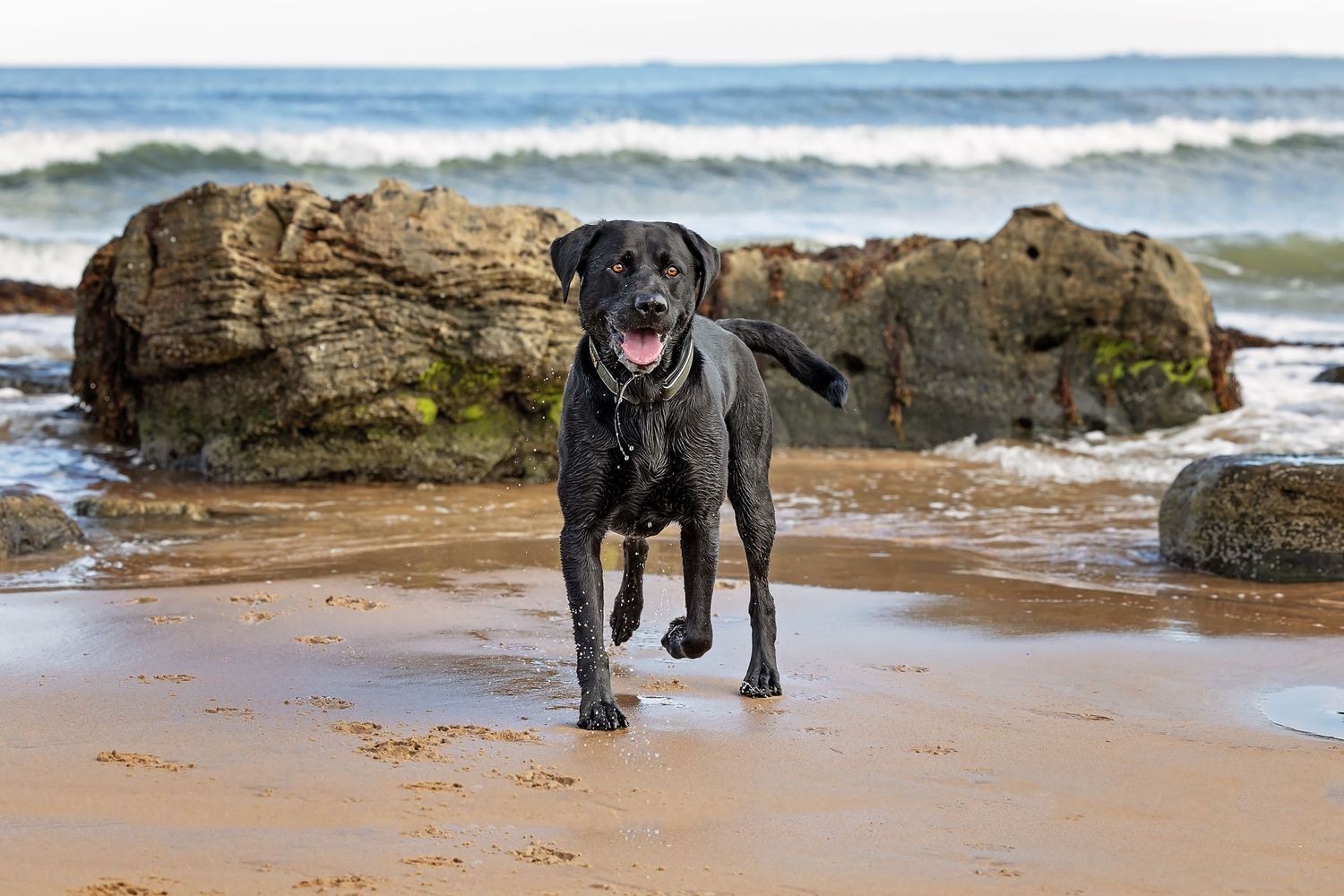 A black Labrador Retriever runs happily along a sandy beach with ocean waves and rocky formations in the background on Dornoch Beach