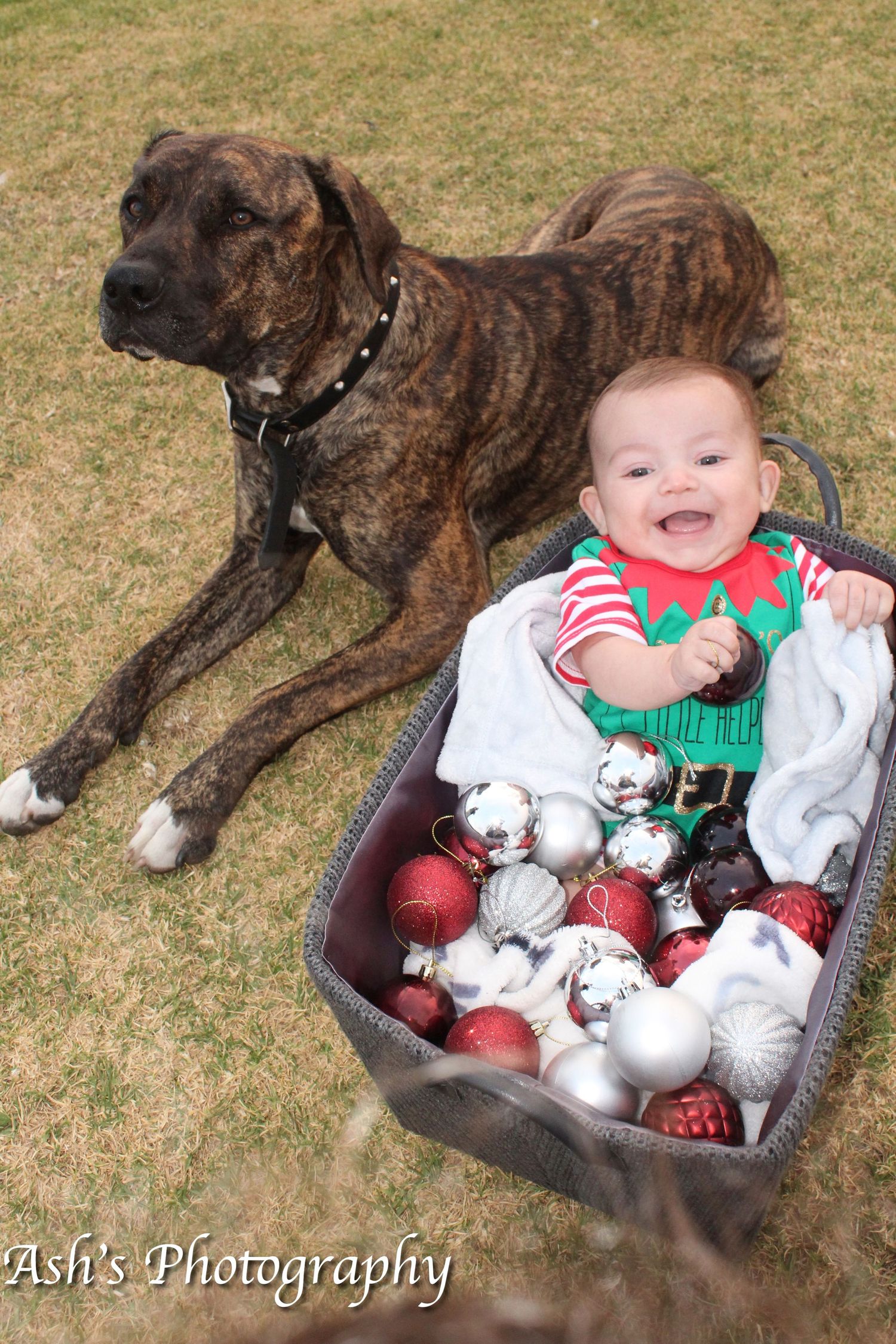 Outdoor Christmas photo session in Wollongong featuring a baby and family dog on a grassy field by A Lasting Impression Photography.