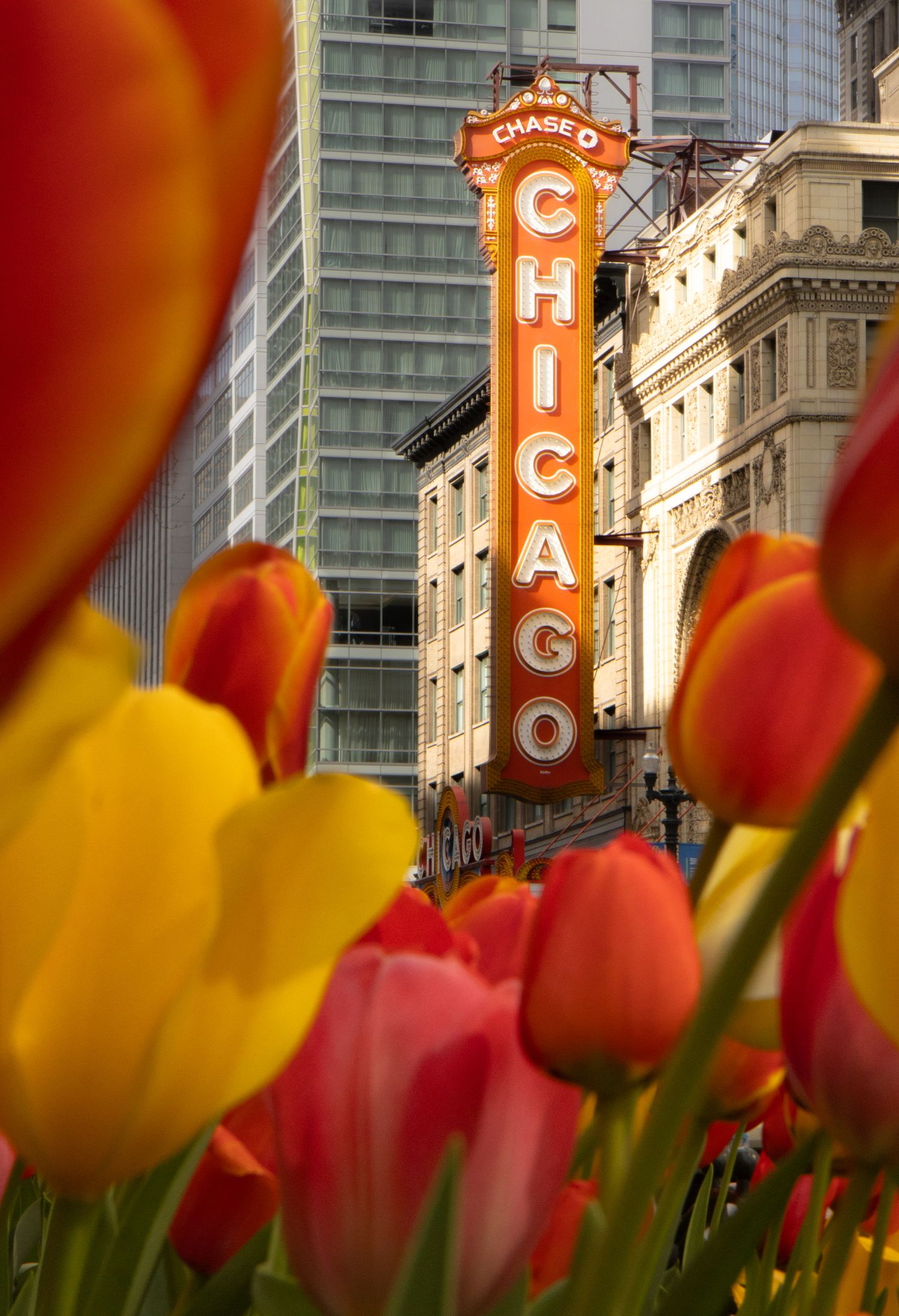 Brand photograph of colorful tulips with the iconic Chicago Theatre sign in the background in downtown Chicago.