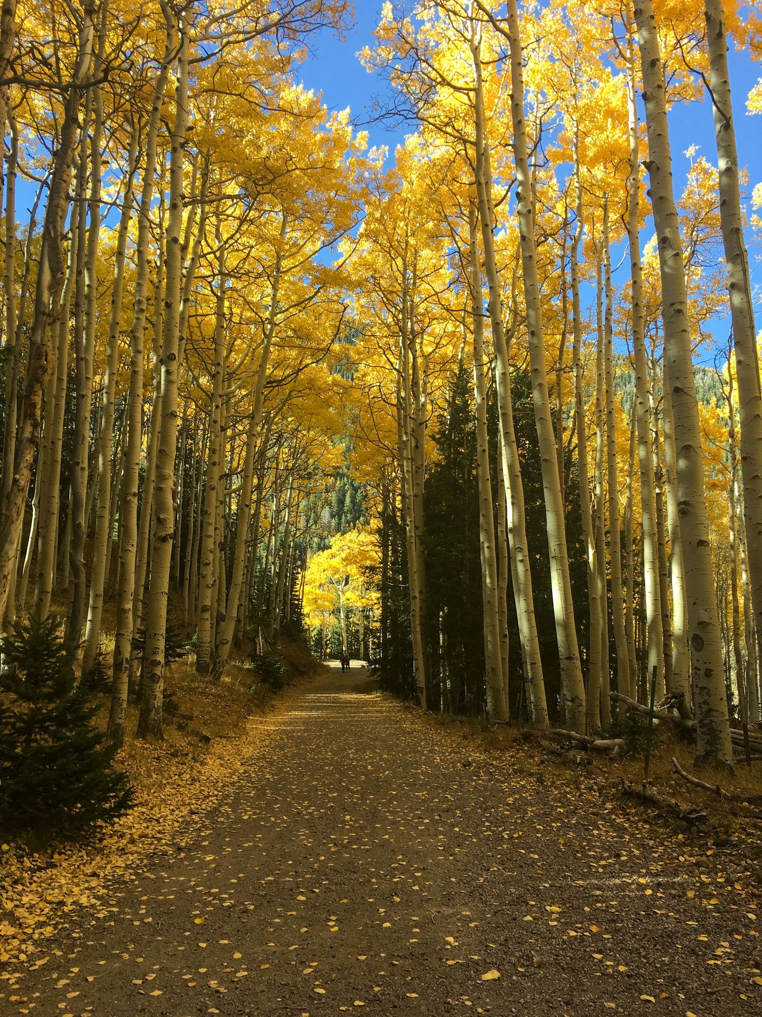 A dirt path lined with tall white aspen trees displaying vibrant golden fall foliage under a bright blue sky.