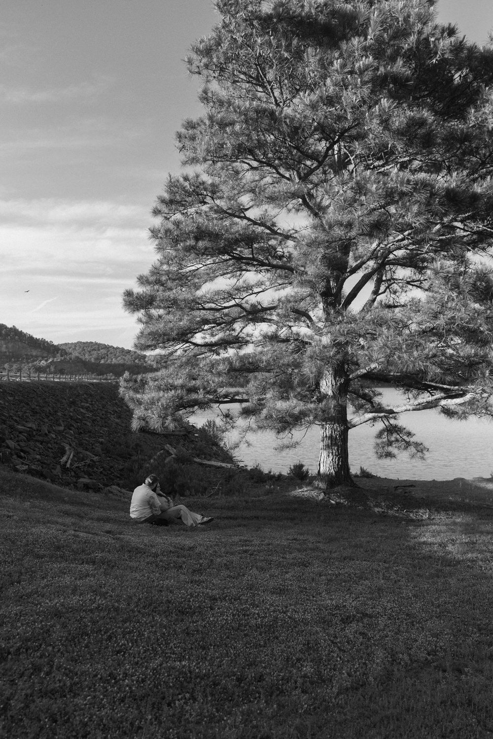 Dramatic black and white panorama of pine trees on a hillside at dawn with rolling landscapes in the background.