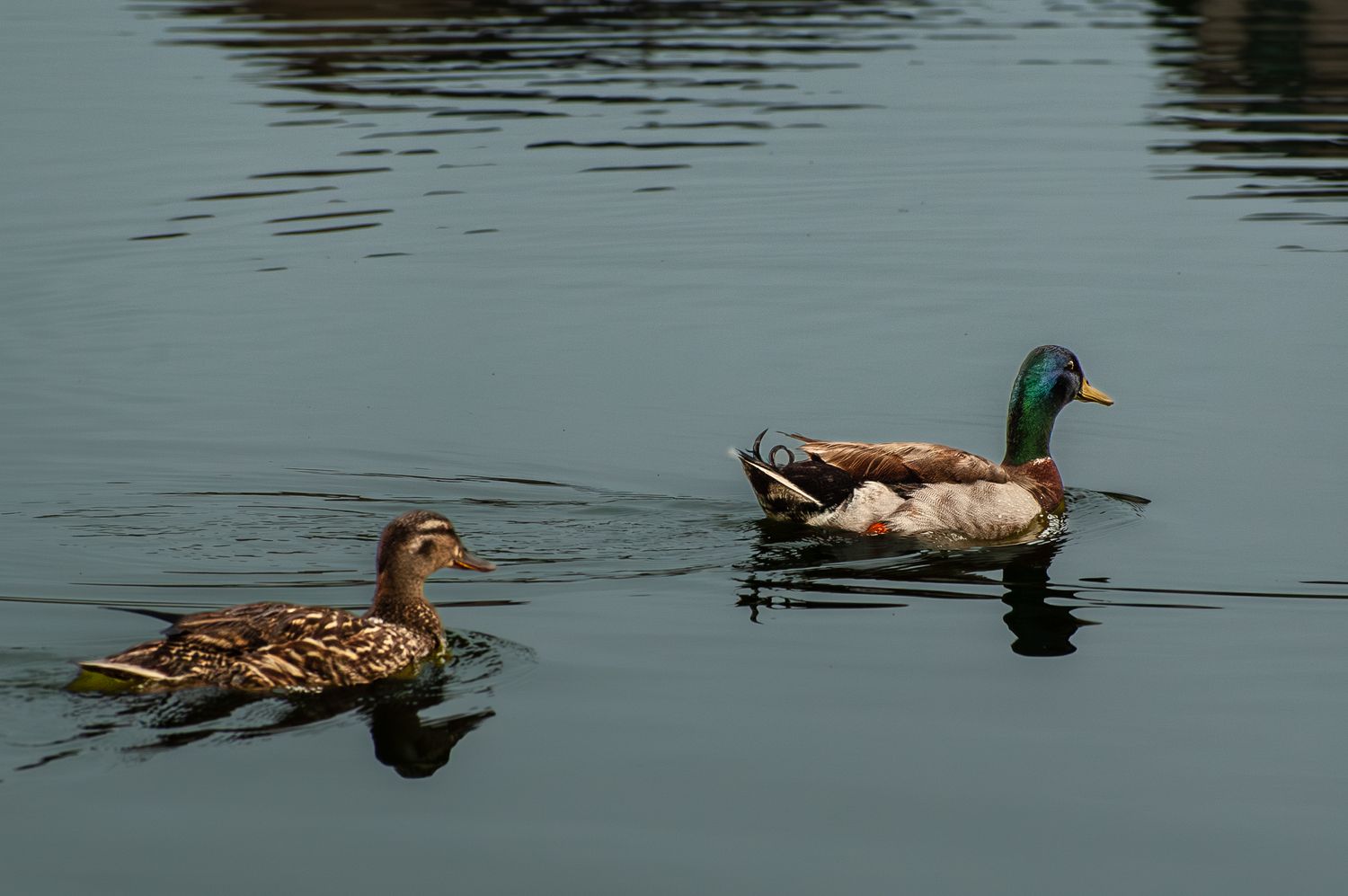 A pair of mallard ducks, male and female, swimming together on a calm lake.