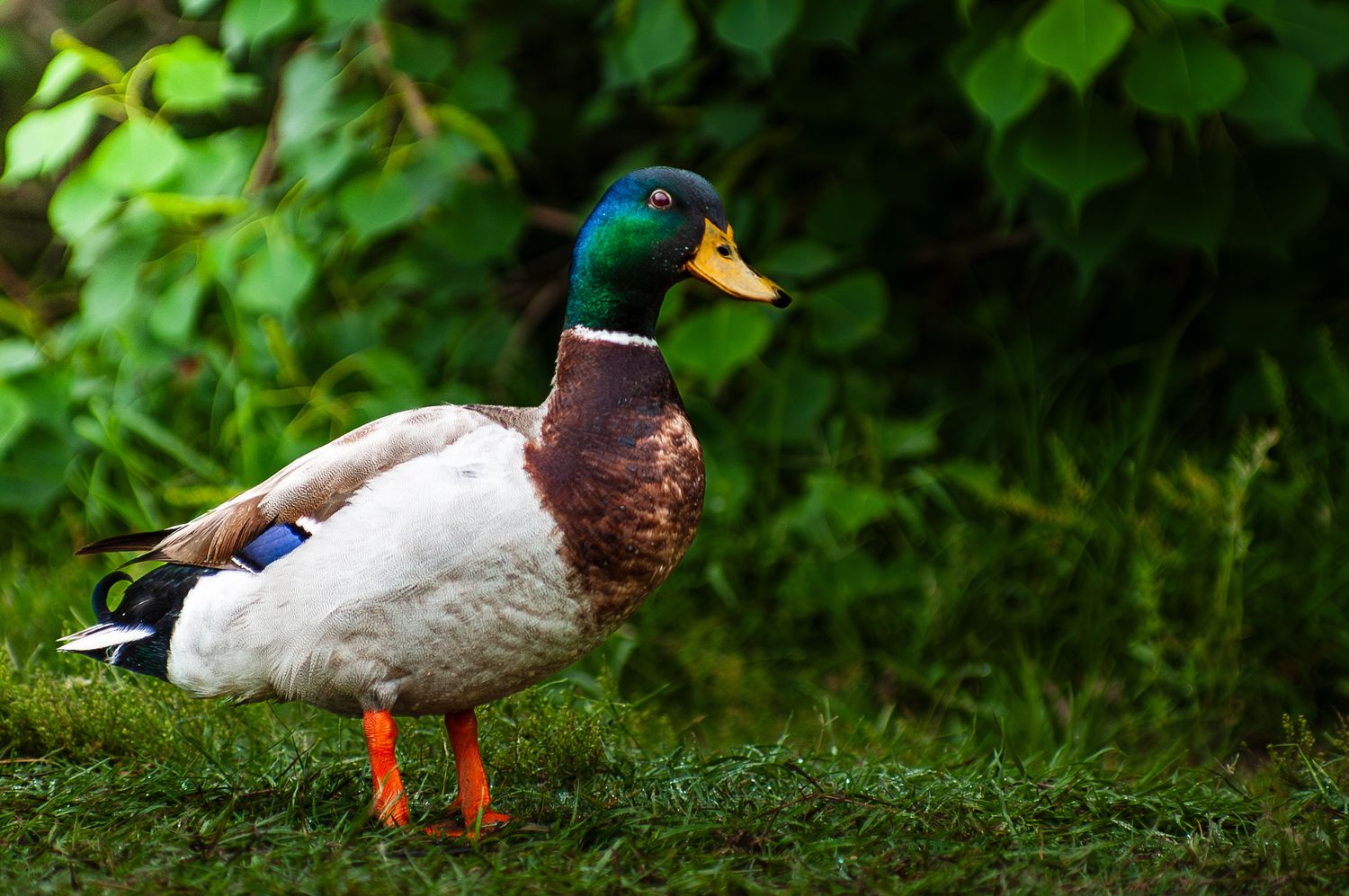 A male mallard duck with green head and orange feet standing on mossy green grass.