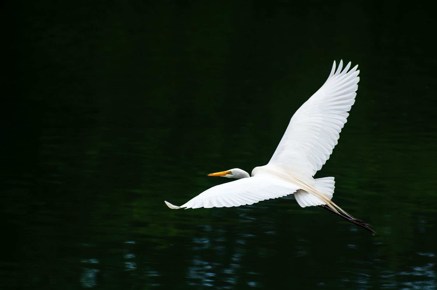 White great egret in graceful flight over dark green water.