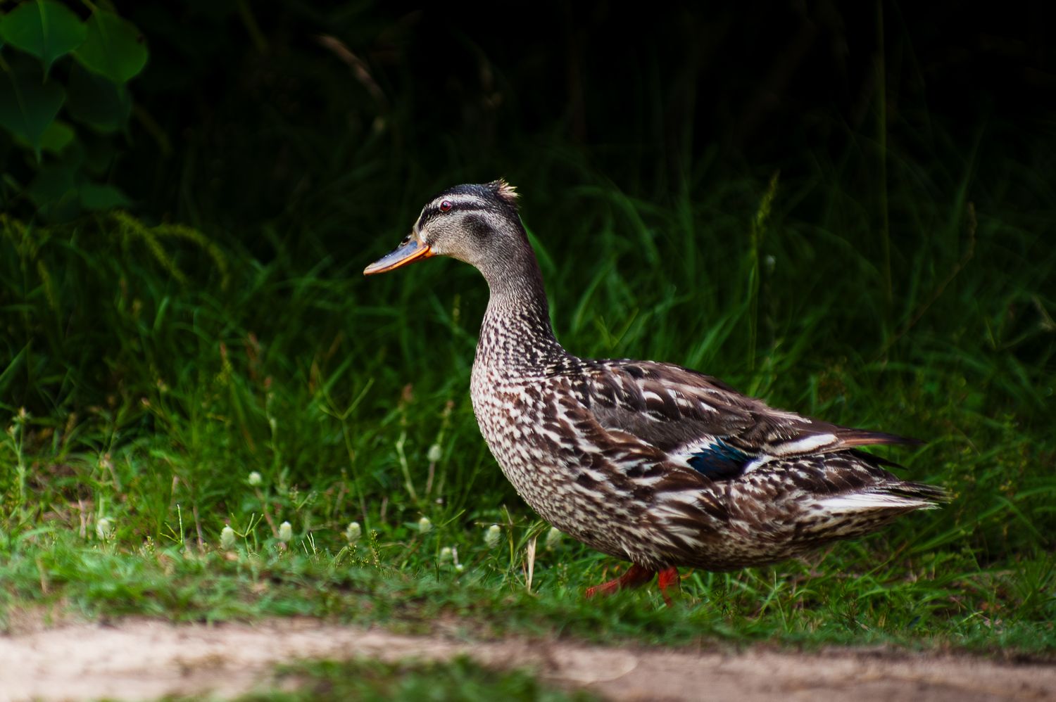 A female mallard duck walking on grass near dark green foliage in natural light.