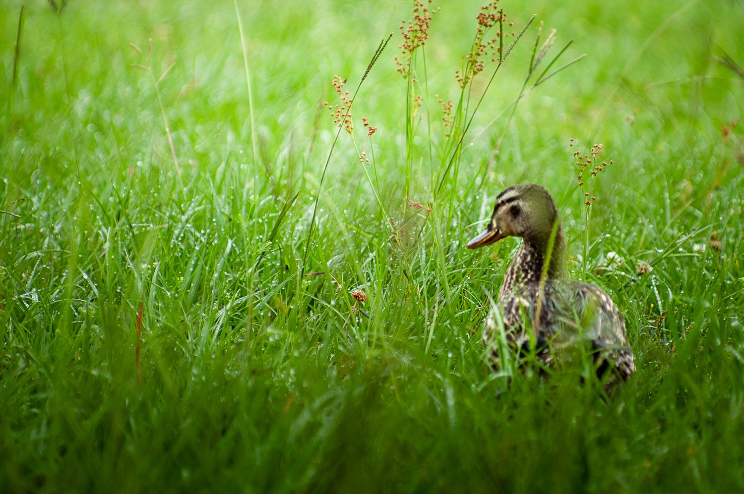 A small duckling nestled in tall green grass in a natural outdoor setting.