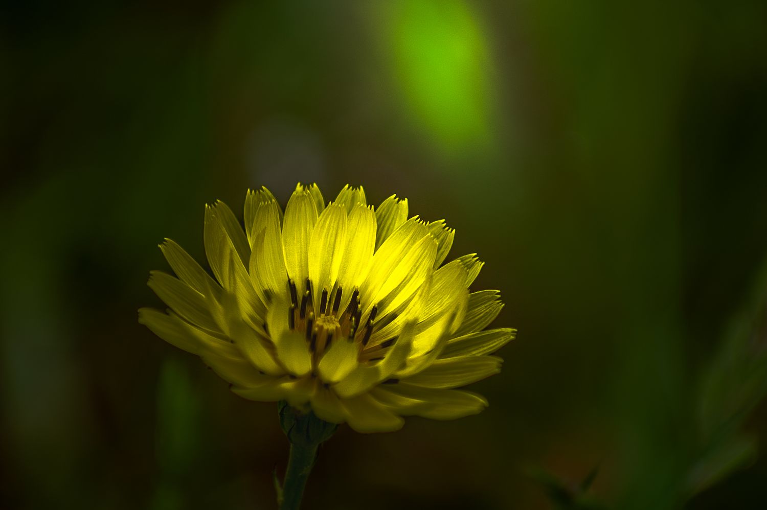 Close-up of a vibrant yellow dandelion flower in bloom against a soft green bokeh background.