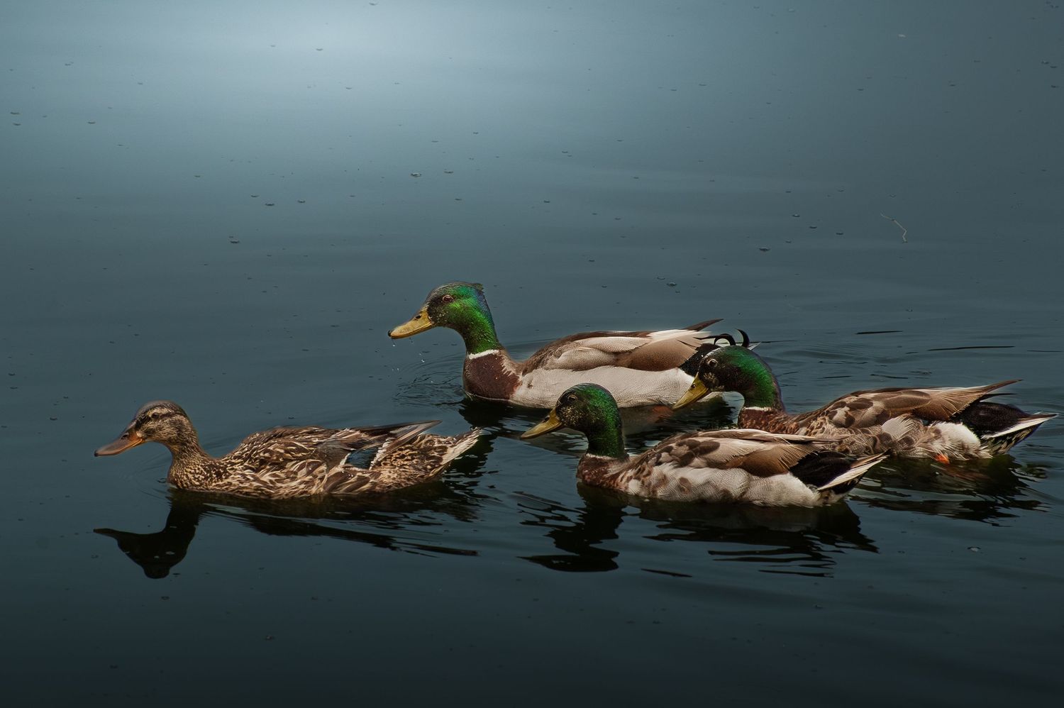 Four mallard ducks swimming peacefully on calm dark blue water.