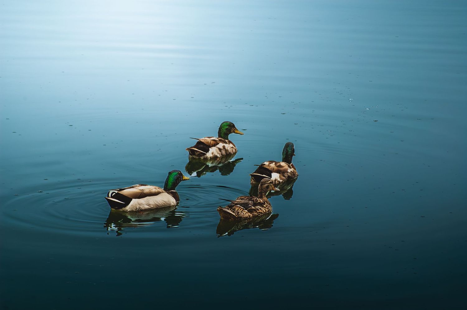 Three mallard ducks swimming on serene blue water with gentle ripples.