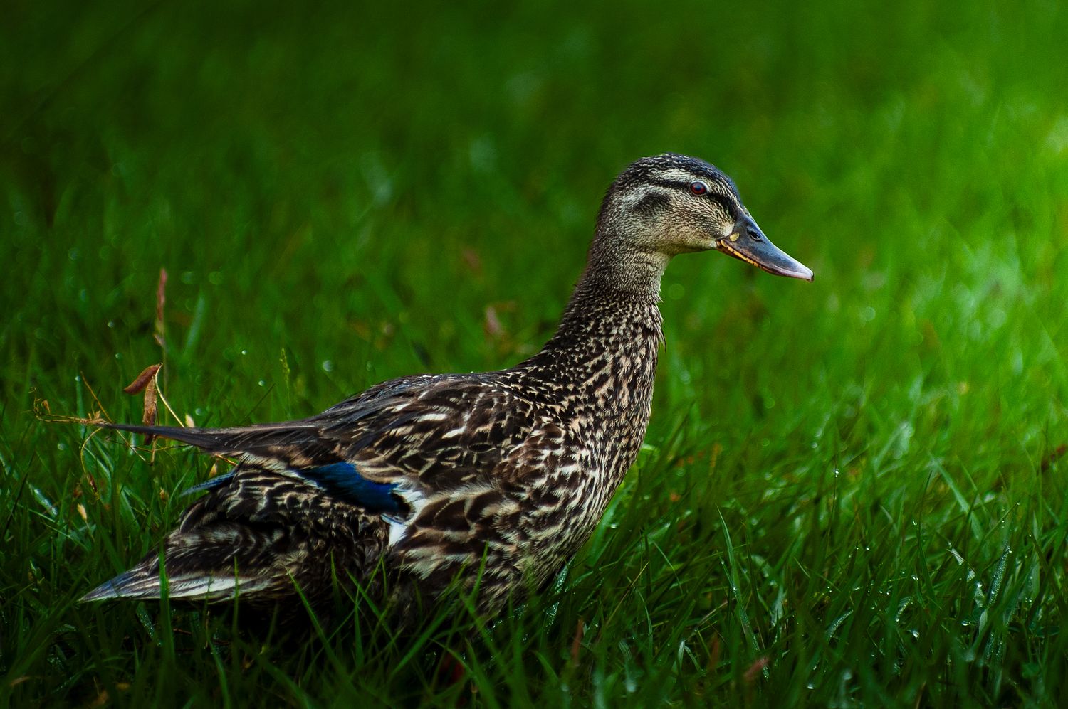 A female mallard duck standing in lush green grass in natural lighting.