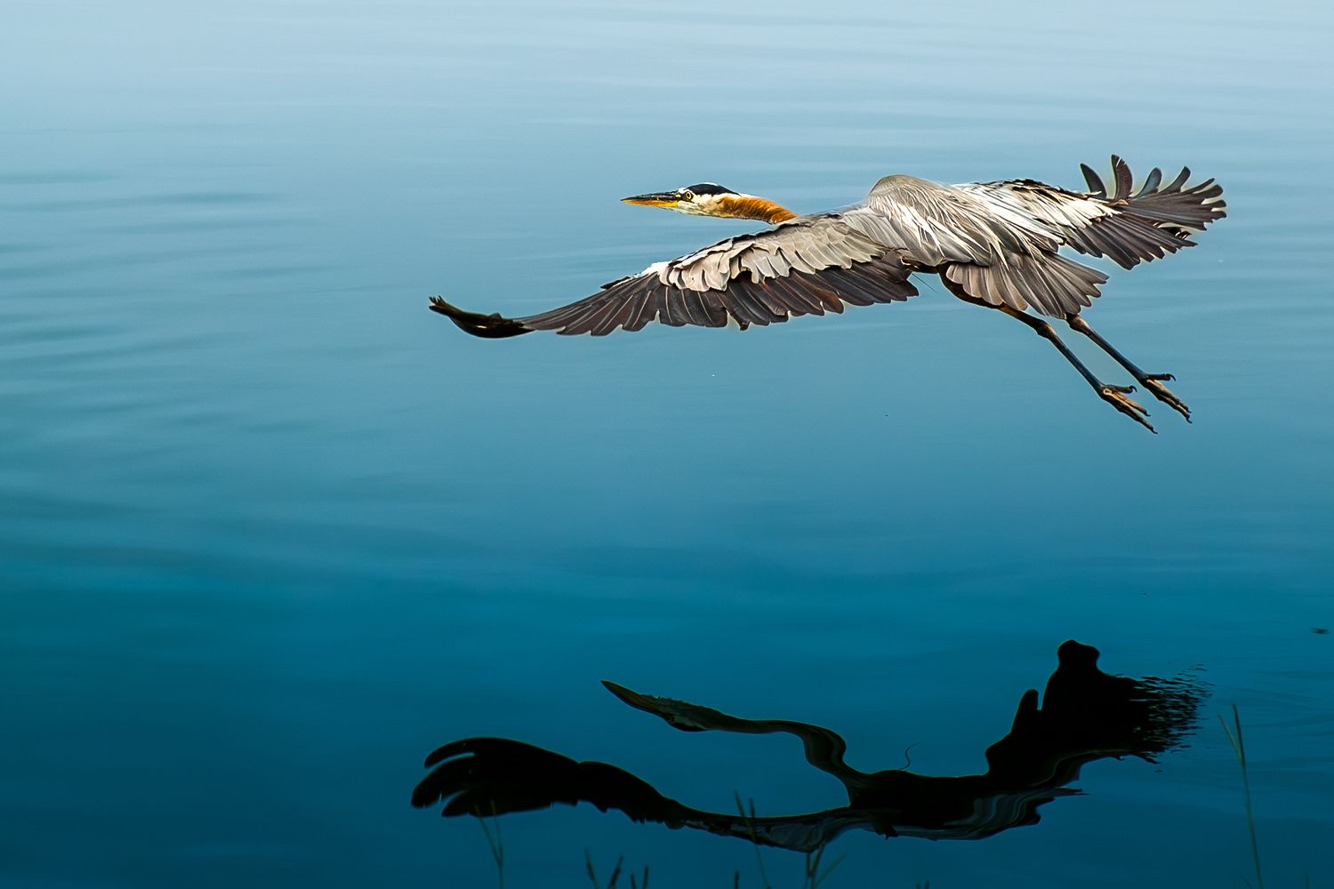 Great blue heron soaring low over calm blue water with shadow reflection.