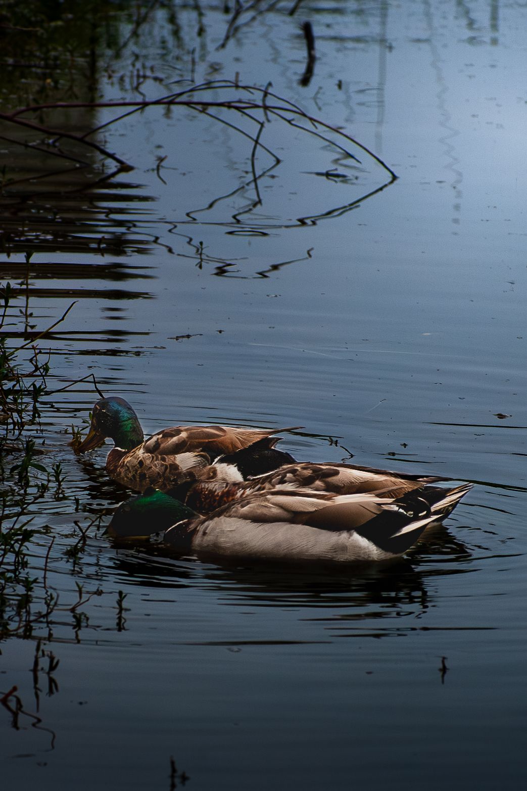 Two mallard ducks swimming close together near reeds on a calm reflective lake.