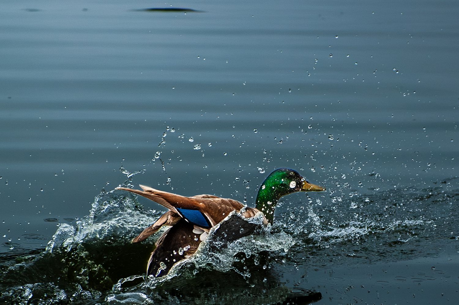 Mallard duck splashing dynamically through water with wings spread.