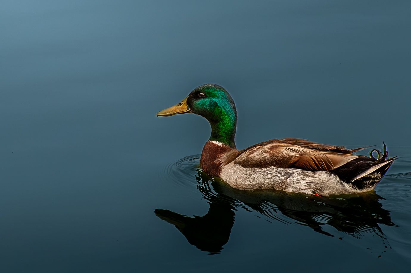 A male mallard duck with iridescent green head swimming on calm blue water.