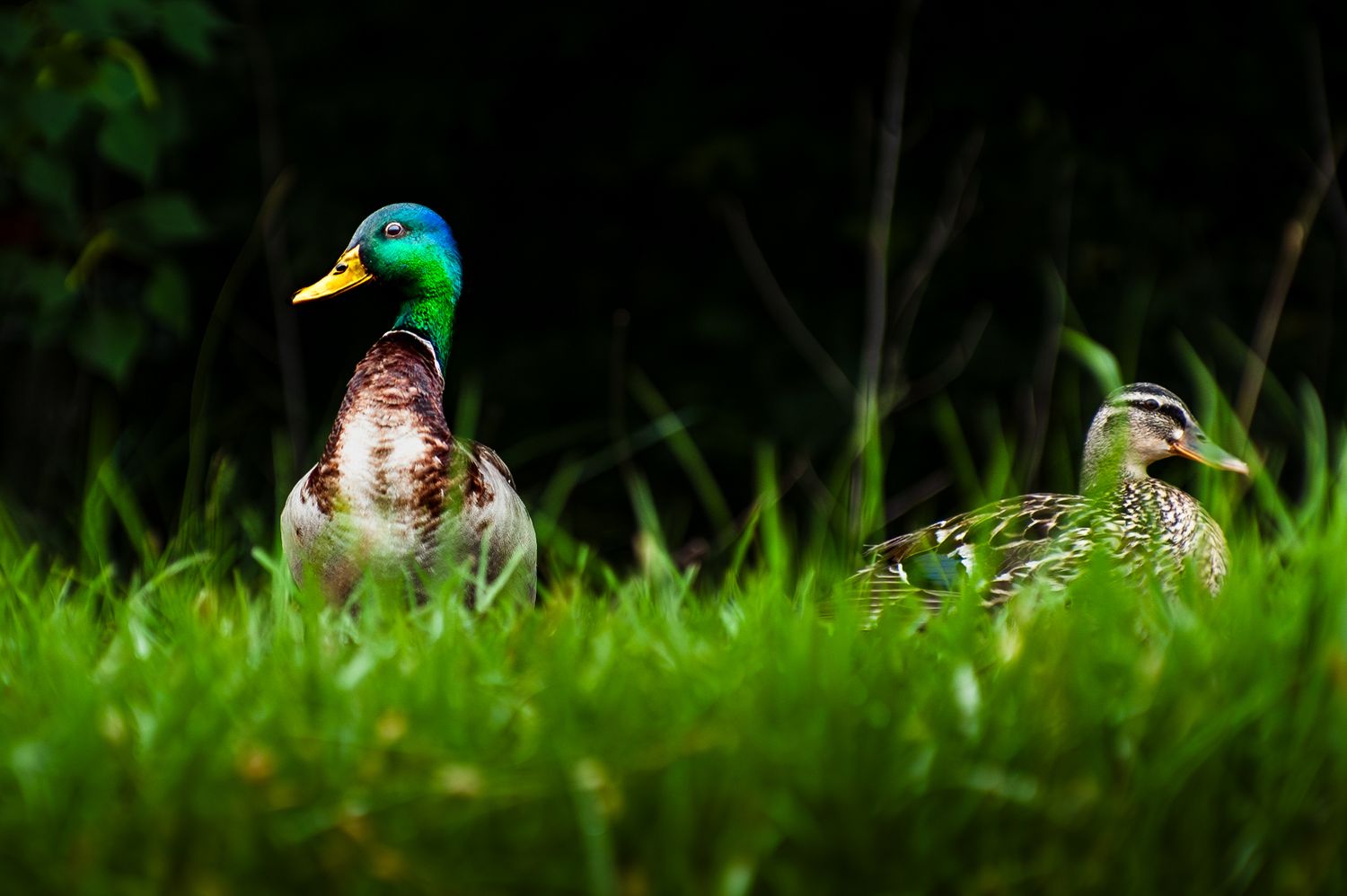 Two mallard ducks standing in lush green grass, male with iridescent green head and female with brown plumage.