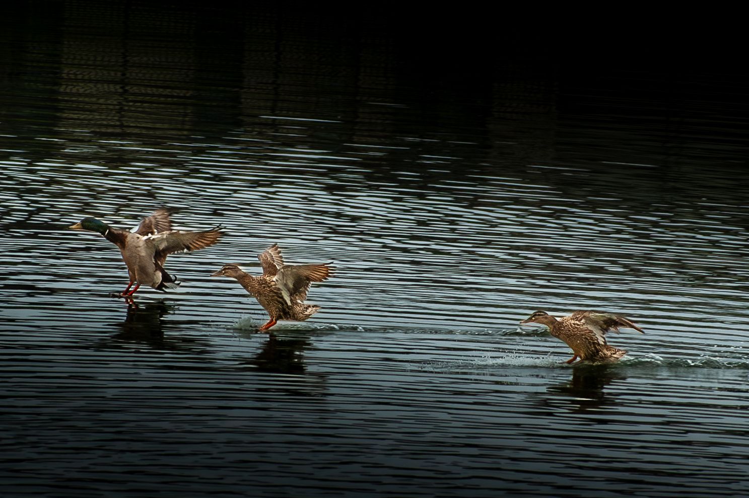 Three ducks skimming across a dark rippling lake surface with wings spread wide.