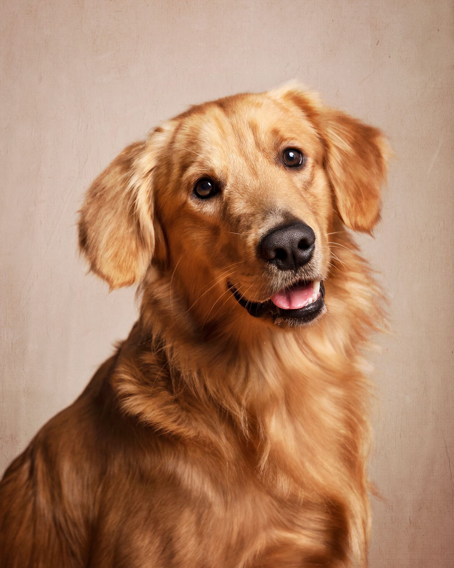 Mascotas, foto, golden, estudio, retrato