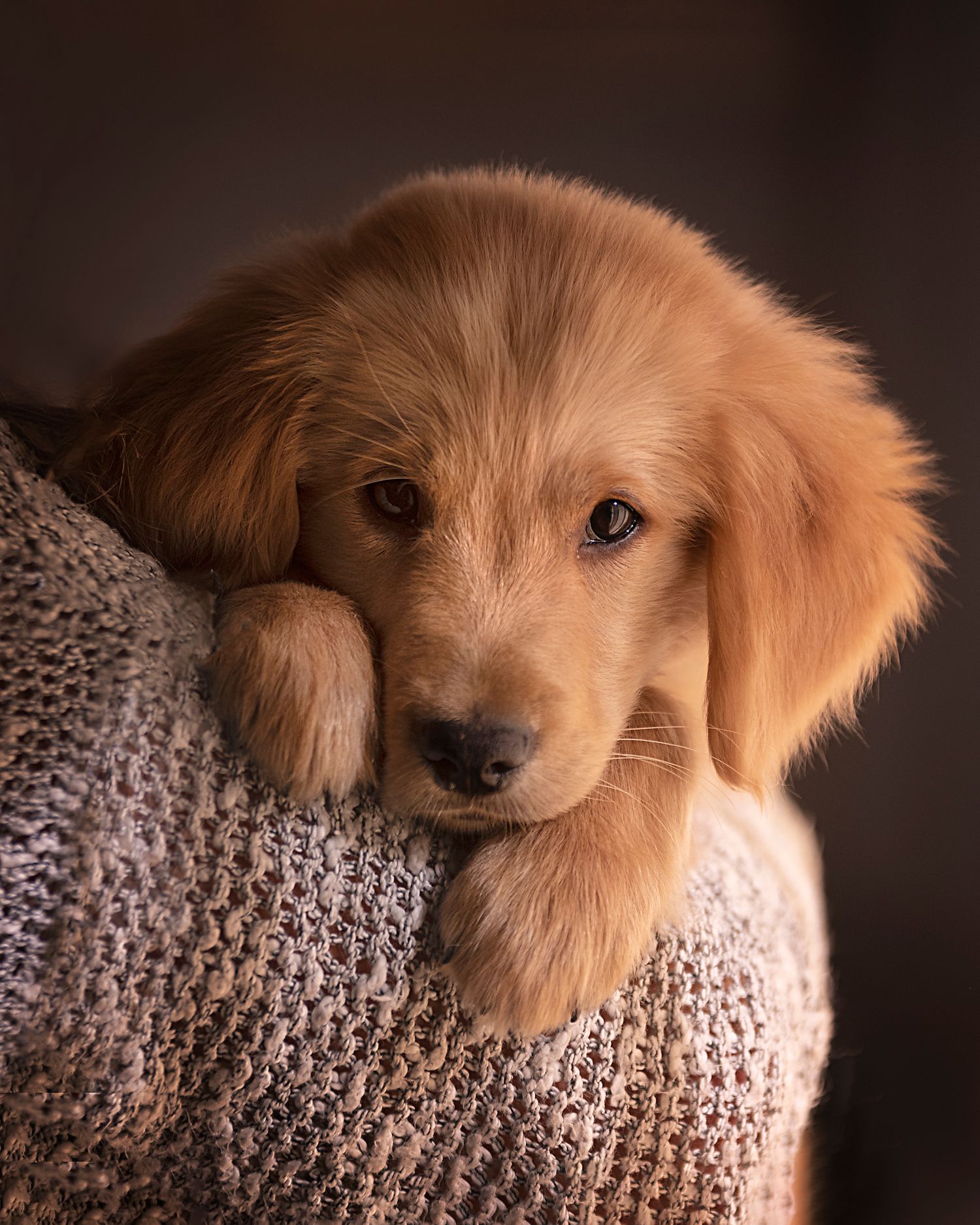 Mascotas, foto, golden, estudio, retrato
