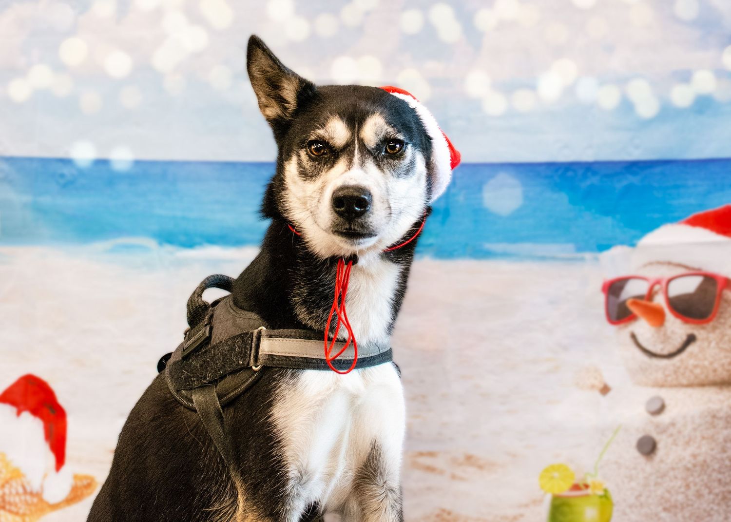 Pet photography