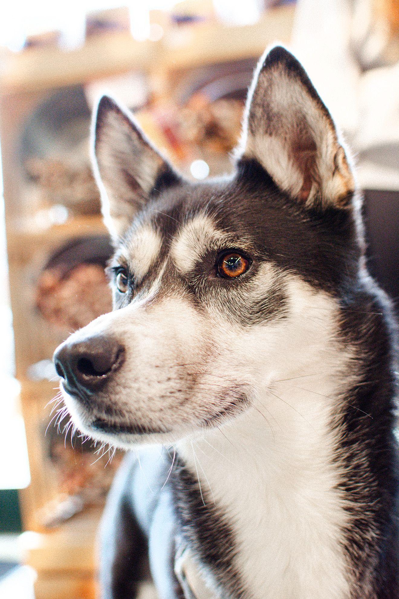 Pet and event photography in Deerfield, IL