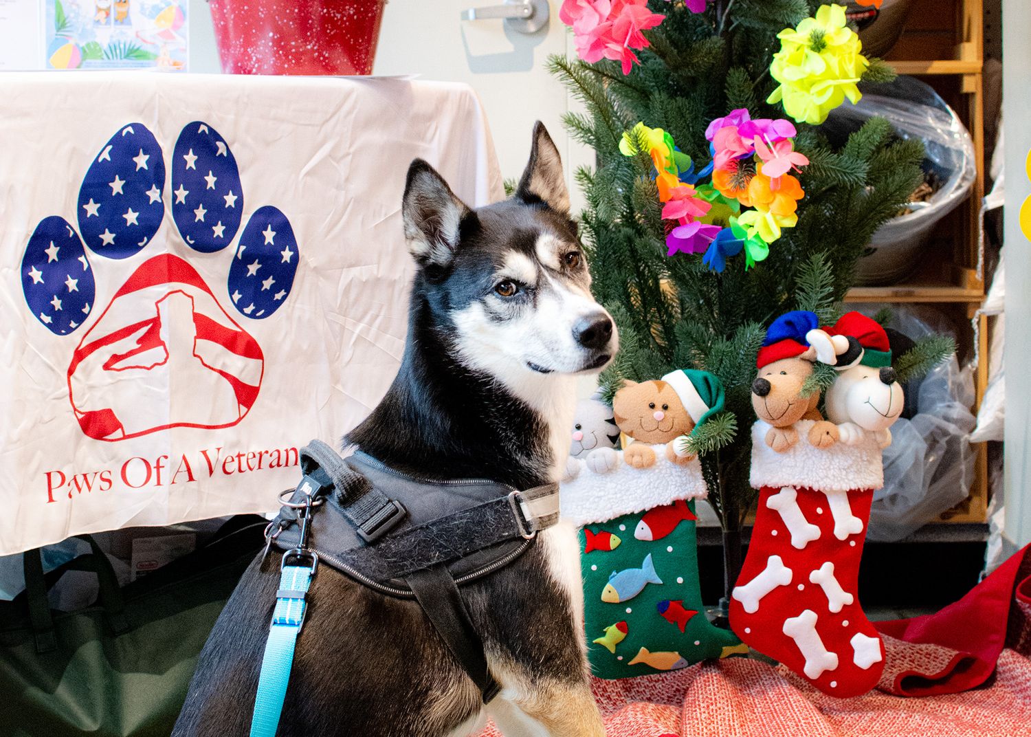 Pet and event photography in Deerfield, IL