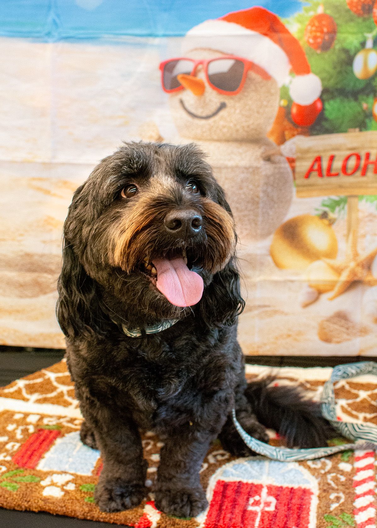 Pet and event photography in Deerfield, IL