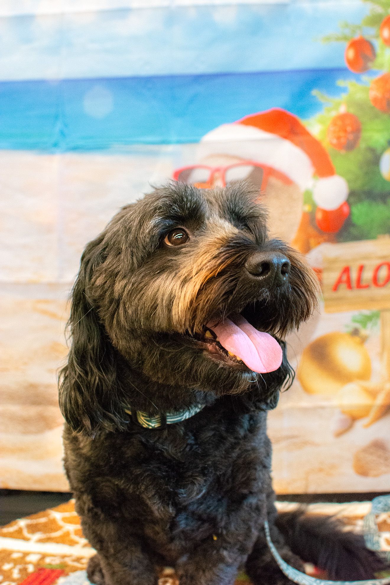 Pet and event photography in Deerfield, IL