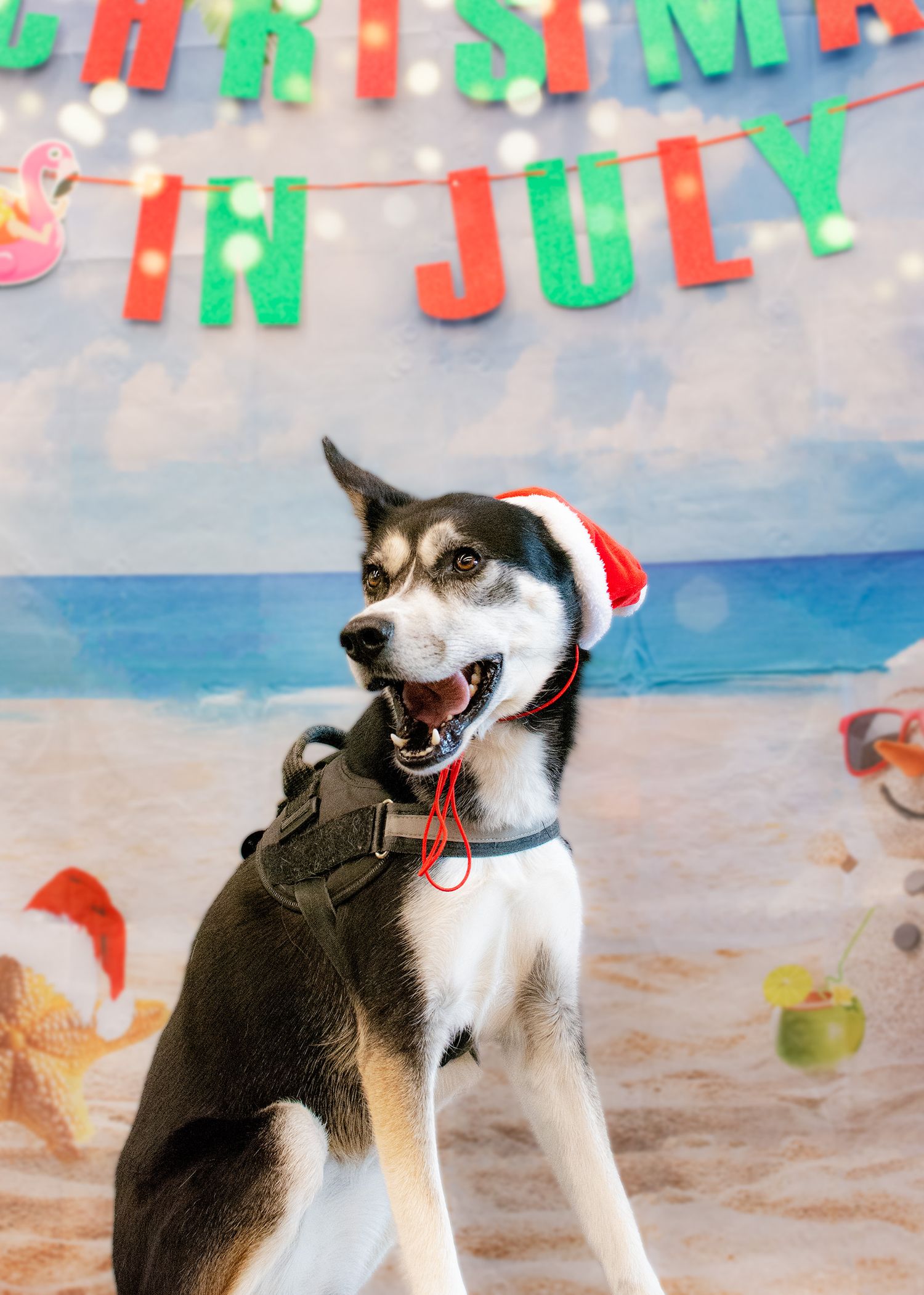 Pet photography