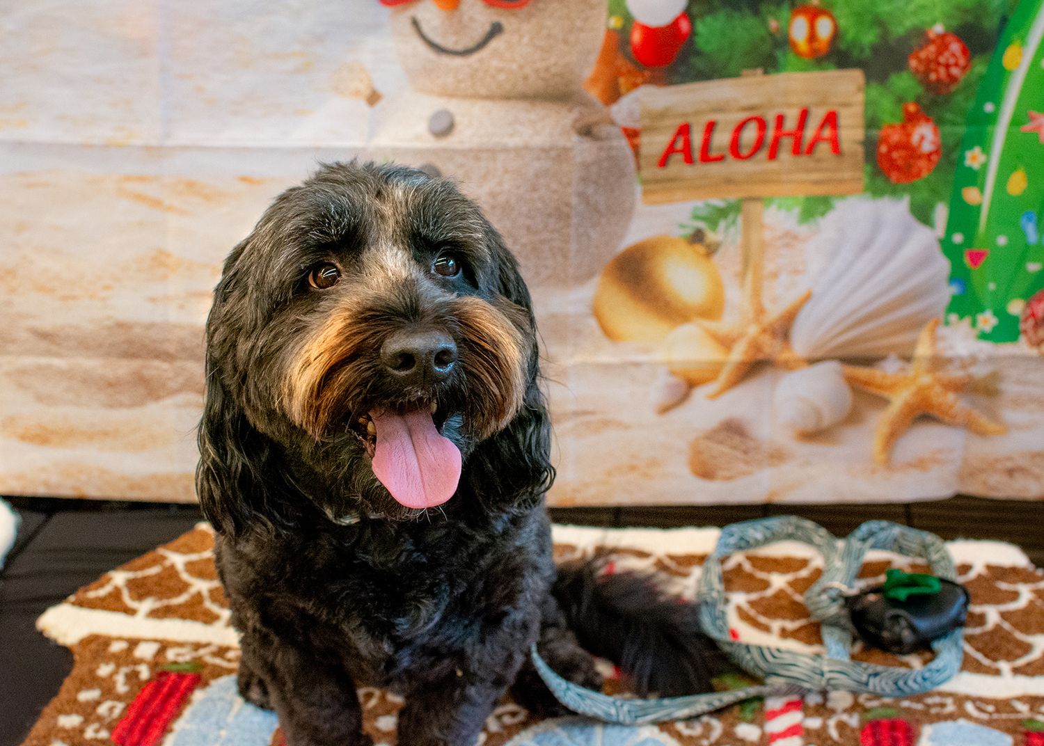 Pet and event photography in Deerfield, IL
