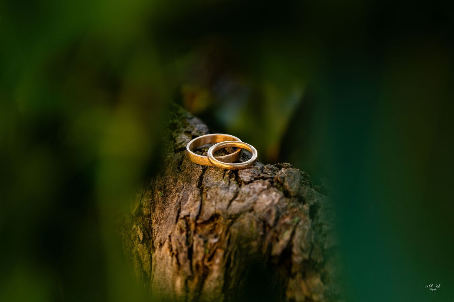 Two gold wedding rings balanced on a textured tree stump surrounded by lush green foliage.