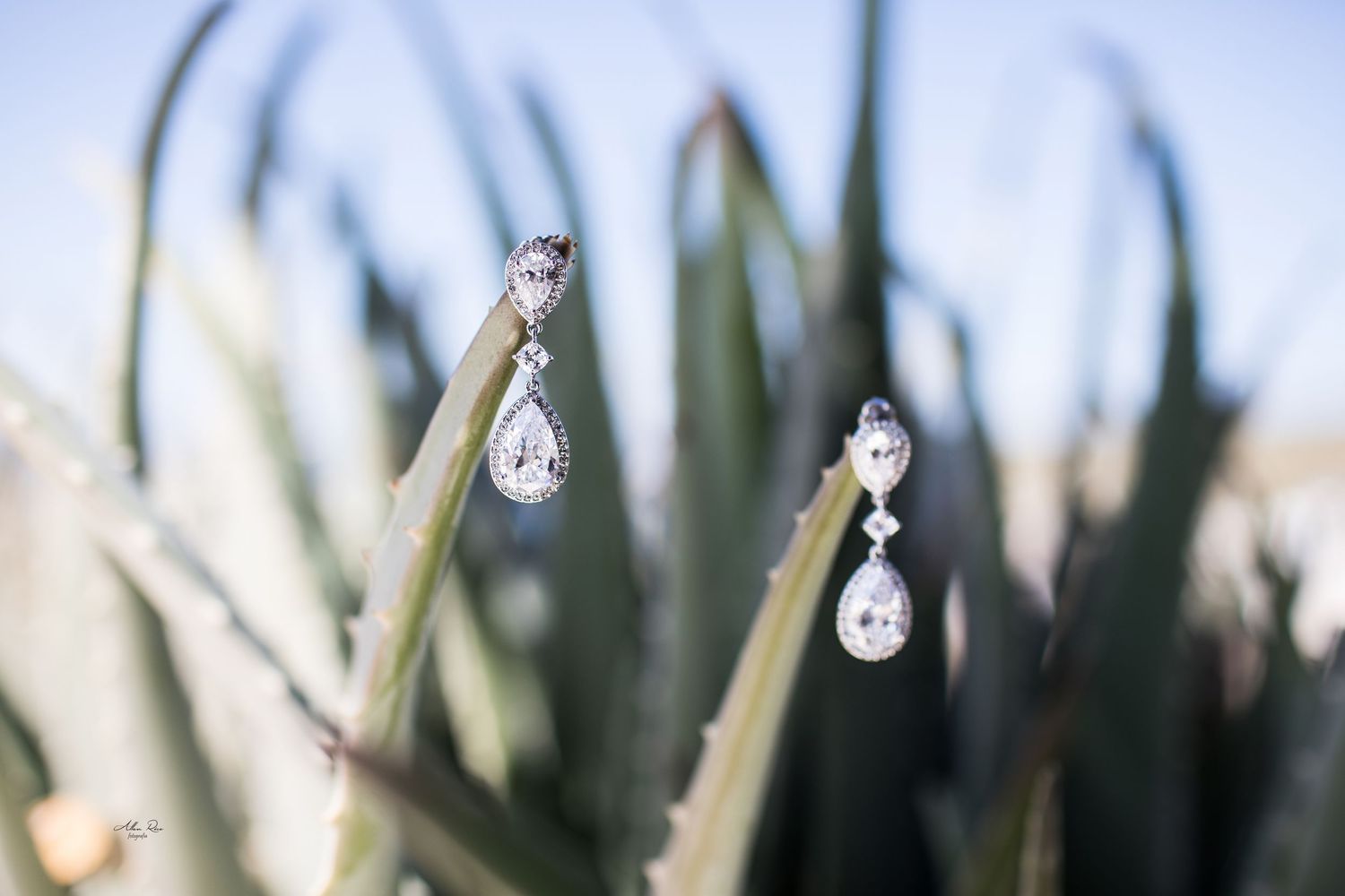 Sparkling teardrop crystal earrings delicately balanced on agave plant leaves against a soft blue sky.