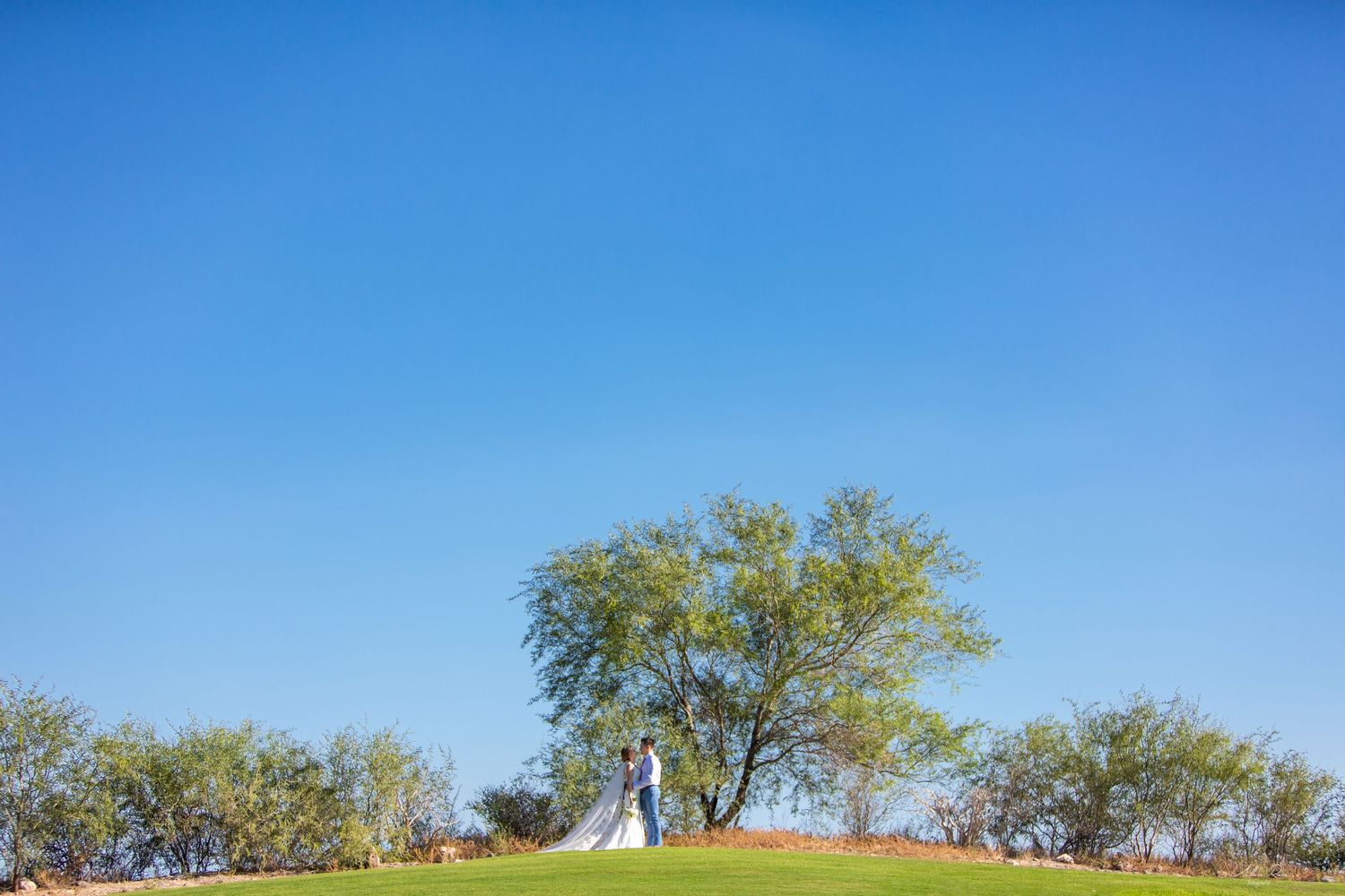 Wedding couple stands beneath a tree on a green hill under a vivid blue sky.