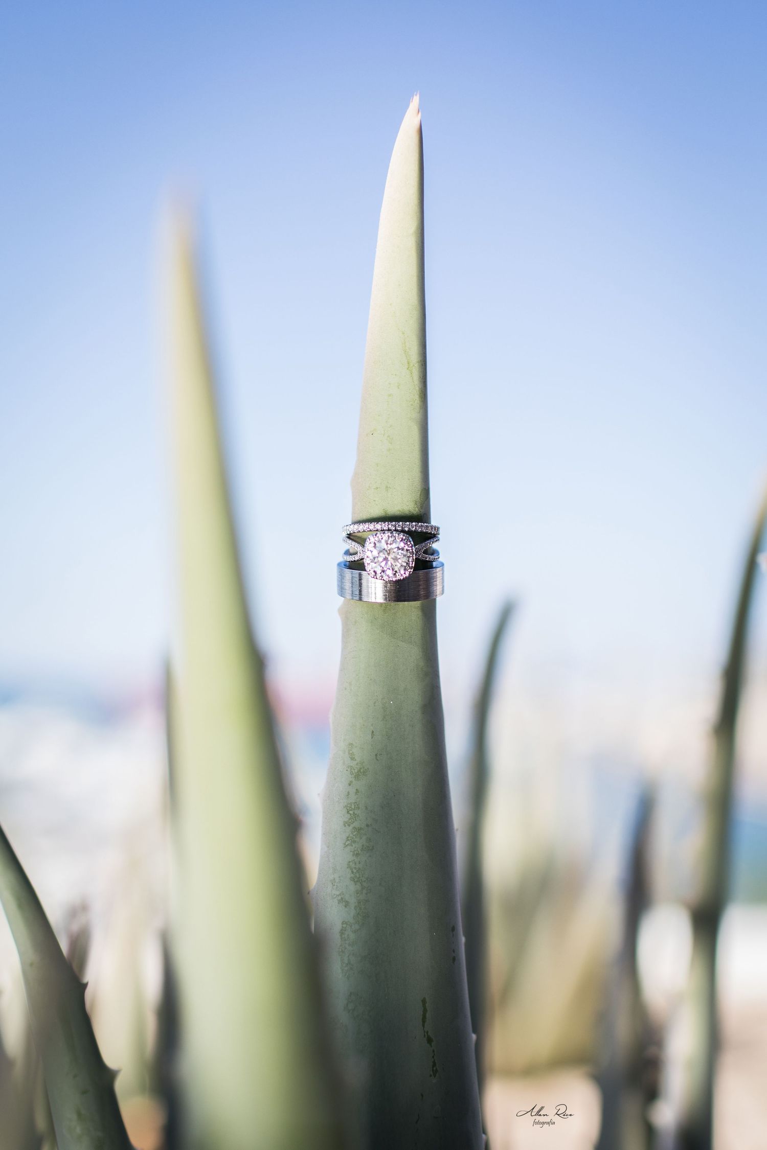 Wedding rings elegantly displayed on the tip of an agave plant against a clear blue sky backdrop.
