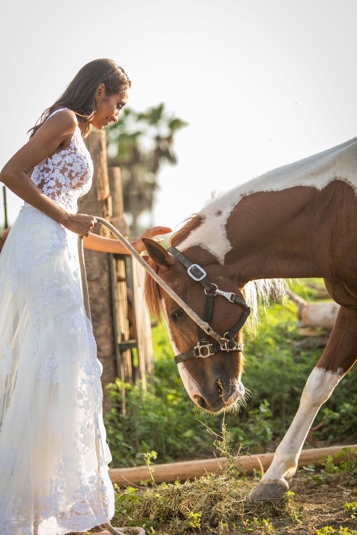Bride in white lace gown feeding a brown and white horse outdoors on a sunny day.