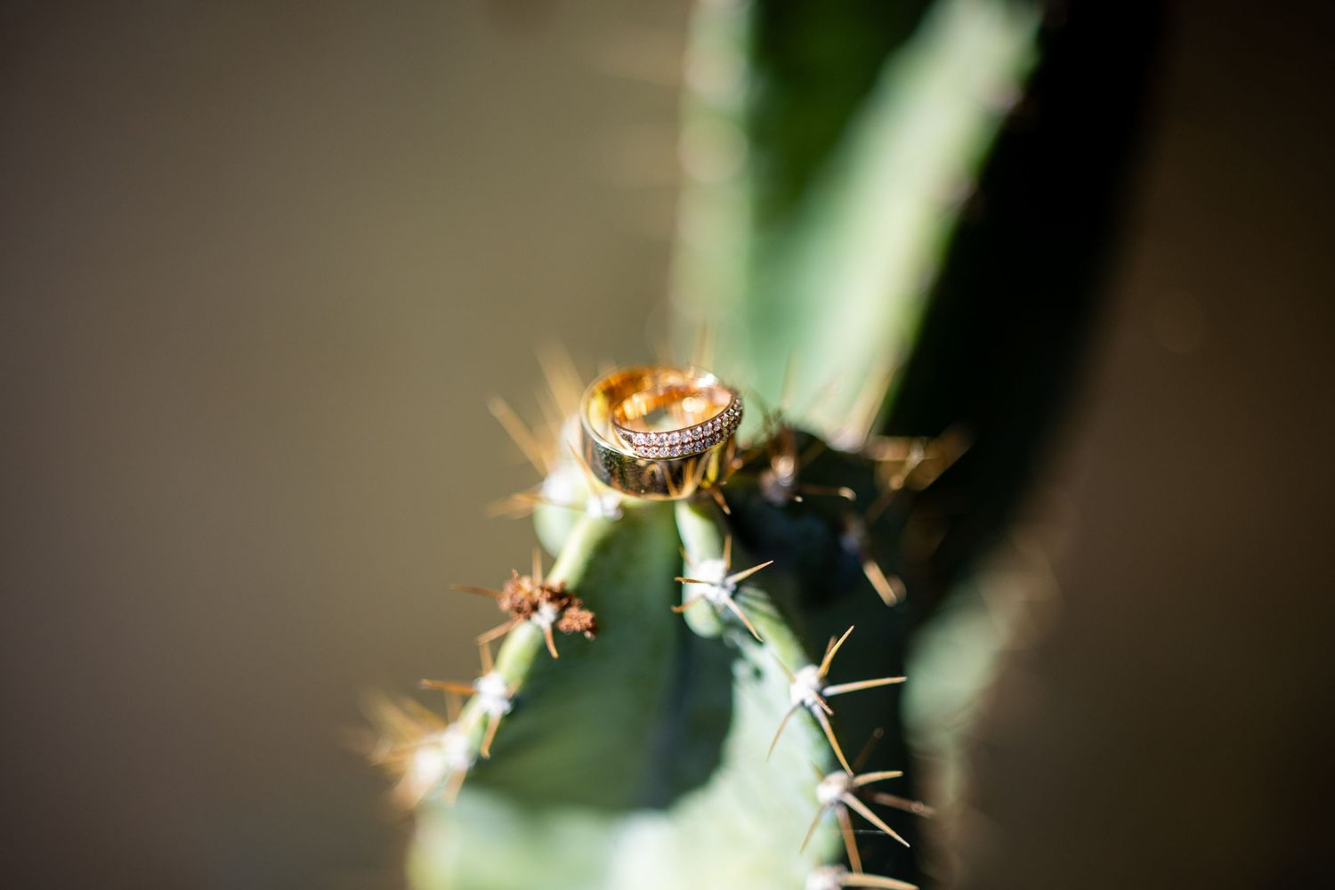 Wedding ring balanced delicately on a green cactus spine in a close-up macro photograph.