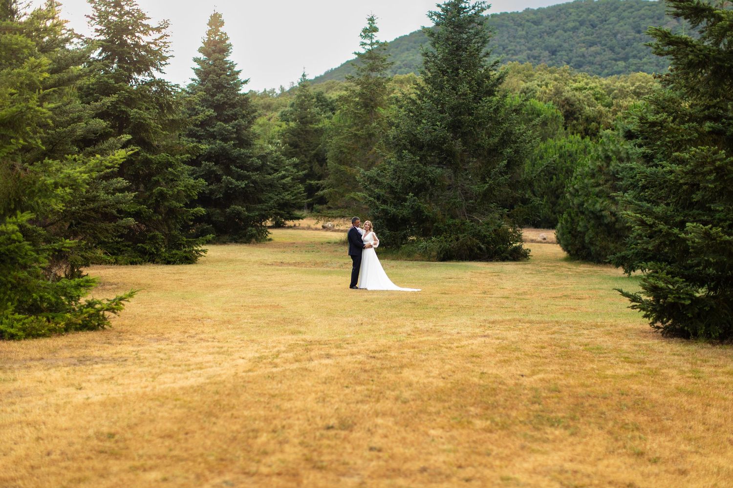 Couple embraces in golden meadow framed by evergreen trees with mountain backdrop.