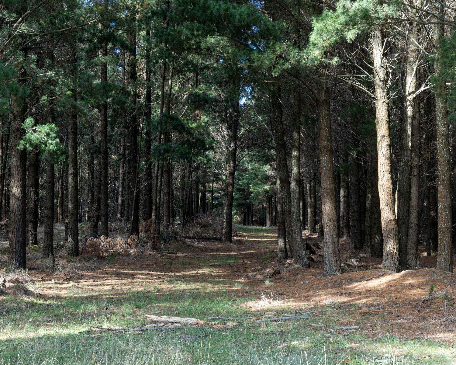 Forest scene with soft natural light filtering through trees in Victoria