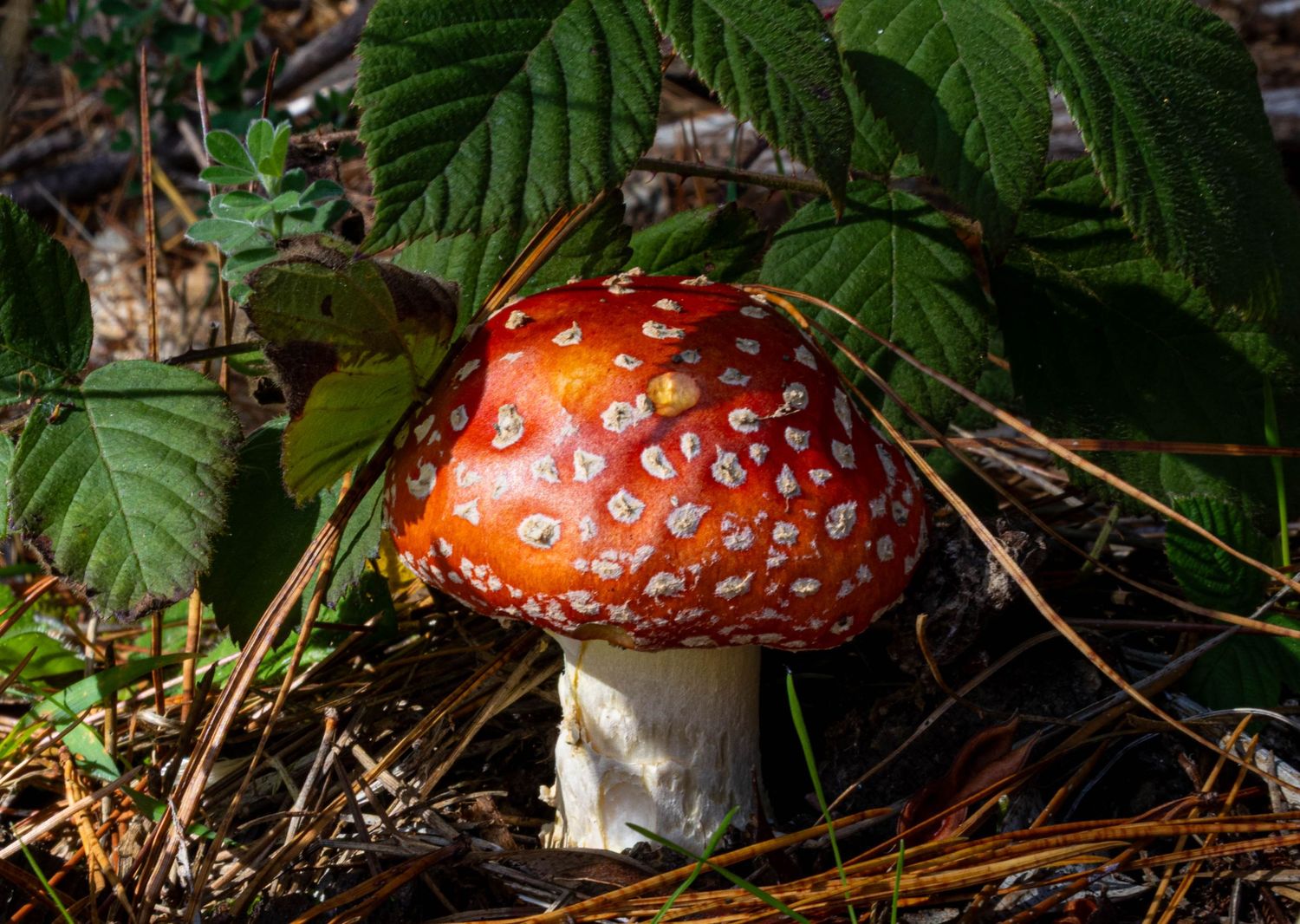 Forest floor detail featuring red spotted mushroom and greenery