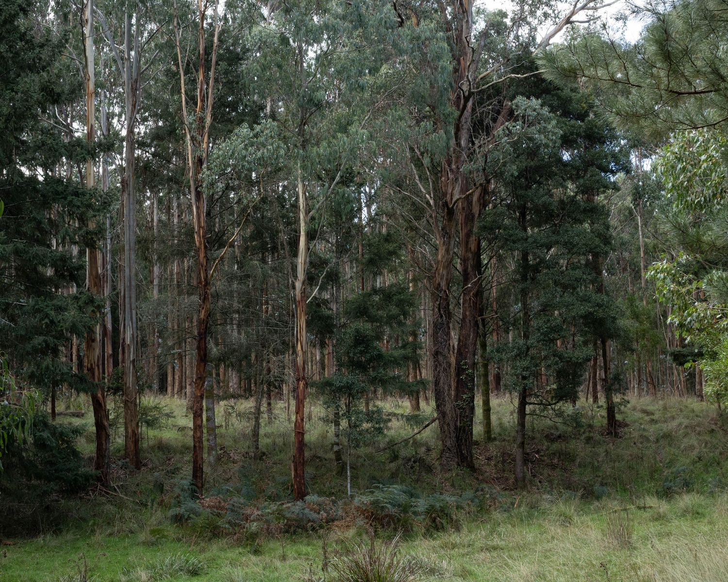 Natural forest landscape with tall trees and soft ground cover